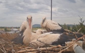 Slika pregleda web-kamere Storks Mnichovo Hradiště